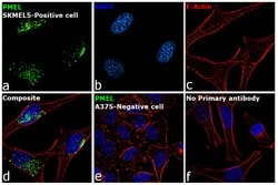 Invitrogen PMEL Monoclonal Antibody (HMB45) 500 &mu;L; Unconjugated:Antibodies,