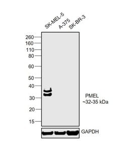 Invitrogen PMEL Monoclonal Antibody (HMB45) 500 &mu;L; Unconjugated:Antibodies,