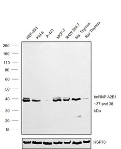 Invitrogen hnRNP A2B1 Monoclonal Antibody (DP3B3) 50 &mu;L; Unconjugated:Antibodies,