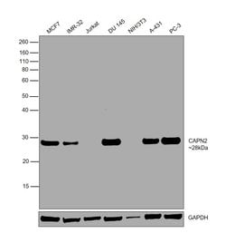 Invitrogen Calpain S1/S2 Monoclonal Antibody (28F3) 100 &mu;g | Buy Online | Invitrogen&trade; | Fisher Scientific