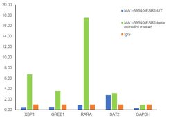 Invitrogen Estrogen Receptor alpha Monoclonal Antibody (SP1) 1 mL; Unconjugated:Antibodies,