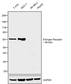 Invitrogen Estrogen Receptor alpha Monoclonal Antibody (SP1) 1 mL; Unconjugated:Antibodies,
