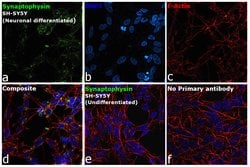 Invitrogen Synaptophysin Monoclonal Antibody (SP11):Antibodies:Primary