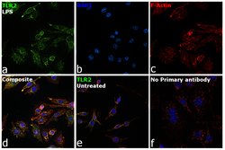 Invitrogen TLR2 Monoclonal Antibody (6C2) 100 &mu;g; Unconjugated:Antibodies,