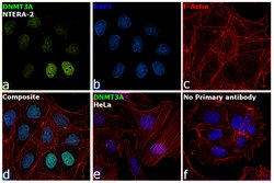 DNMT3A Monoclonal Antibody (64B814.1), Invitrogen 100 &mu;g | Buy Online | Thermo Scientific | Fisher Scientific