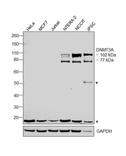 DNMT3A Monoclonal Antibody (64B814.1), Invitrogen 100 &mu;g | Buy Online | Thermo Scientific | Fisher Scientific