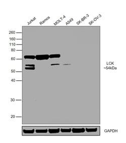 Invitrogen LCK Monoclonal Antibody (33D196) 200 &mu;L; Unconjugated:Antibodies,