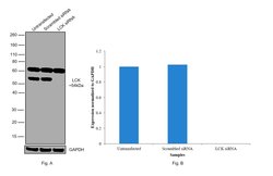 Invitrogen LCK Monoclonal Antibody (33D196) 200 &mu;L; Unconjugated:Antibodies,