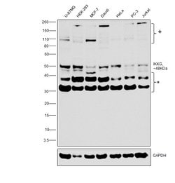 Invitrogen IKK gamma Monoclonal Antibody (46B844) 100 &mu;g; Unconjugated:Antibodies,