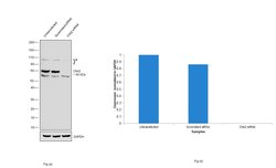 Invitrogen CHK2 Monoclonal Antibody (73C175.1.1) 100 &mu;g; Unconjugated:Antibodies,
