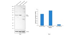 Invitrogen CHK2 Monoclonal Antibody (73C175.1.1) 100 &mu;g; Unconjugated:Antibodies,