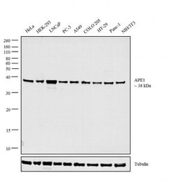 Invitrogen APE1 Monoclonal Antibody (13B 8E5C2) 100 &mu;L; Unconjugated:Antibodies,