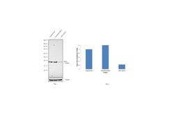 Invitrogen APE1 Monoclonal Antibody (13B 8E5C2) 100 &mu;L; Unconjugated:Antibodies,