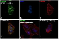 Invitrogen EpCAM Monoclonal Antibody (AUA1) 100 &mu;L; Unconjugated:Antibodies,