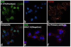 Invitrogen&trade;&nbsp;AHR Monoclonal Antibody (RPT1)