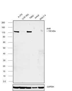 Invitrogen AHR Monoclonal Antibody (RPT1) 100 &mu;L | Buy Online | Invitrogen&trade; | Fisher Scientific