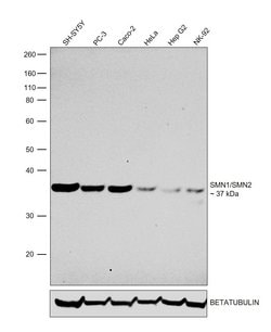 Invitrogen SMN1/SMN2 Monoclonal Antibody (2B1) 100 &mu;L; Unconjugated:Antibodies,