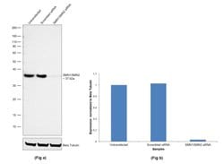 Invitrogen SMN1/SMN2 Monoclonal Antibody (2B1) 100 &mu;L; Unconjugated:Antibodies,