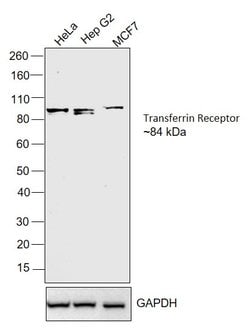 Invitrogen Transferrin Receptor Monoclonal Antibody (OX-26):Antibodies:Primary