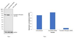 Invitrogen Transferrin Receptor Monoclonal Antibody (OX-26):Antibodies:Primary