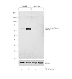 Invitrogen Human Serum Albumin Monoclonal Antibody (KT11) 100 &mu;L | Buy Online | Invitrogen&trade; | Fisher Scientific