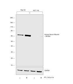 Invitrogen Human Serum Albumin Monoclonal Antibody (KT32) 100 &mu;L | Buy Online | Invitrogen&trade; | Fisher Scientific