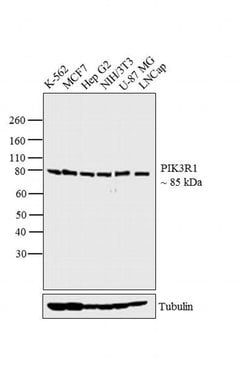 Invitrogen PI3K p85 alpha Monoclonal Antibody (U5) 200 &mu;g; Unconjugated:Antibodies,