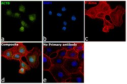 Invitrogen Actin Monoclonal Antibody (mAbGEa) 100 &mu;L; Unconjugated:Antibodies,