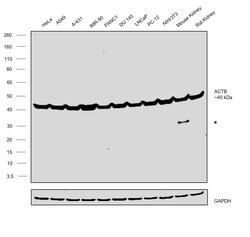 Invitrogen Actin Monoclonal Antibody (mAbGEa) 100 &mu;L; Unconjugated:Antibodies,