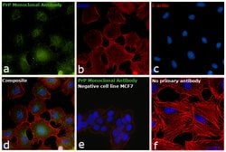 Invitrogen PrP Monoclonal Antibody (F89/160.1.5) 200 &mu;g; Unconjugated:Antibodies,
