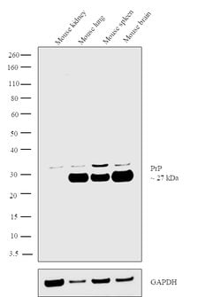 Invitrogen PrP Monoclonal Antibody (F89/160.1.5) 200 &mu;g; Unconjugated:Antibodies,