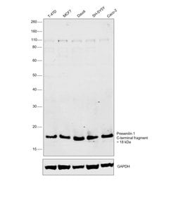 Invitrogen Presenilin 1 Monoclonal Antibody (APS 18) 200 &mu;g; Unconjugated:Antibodies,