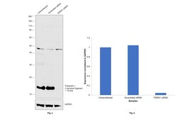 Invitrogen Presenilin 1 Monoclonal Antibody (APS 18) 200 &mu;g; Unconjugated:Antibodies,