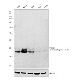 Invitrogen PSEN2 Monoclonal Antibody (APS 26) 200 &mu;g; Unconjugated:Antibodies,