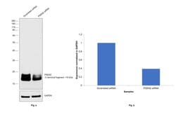 Invitrogen PSEN2 Monoclonal Antibody (APS 26) 200 &mu;g; Unconjugated:Antibodies,