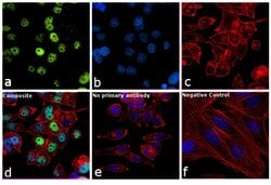 Invitrogen p53 Monoclonal Antibody (BD53-12) 100 &mu;g; Unconjugated:Antibodies,