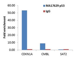 Invitrogen p53 Monoclonal Antibody (BD53-12) 100 &mu;g; Unconjugated:Antibodies,