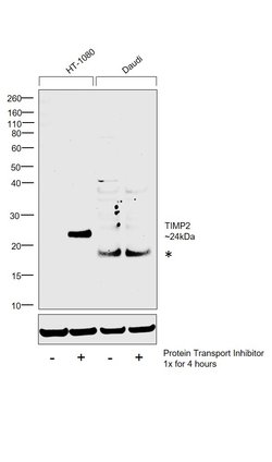 Invitrogen TIMP2 Monoclonal Antibody (F27 P3 A4) 100 &mu;g; Unconjugated:Antibodies,