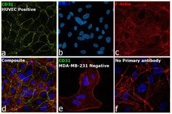 Invitrogen CD31 Monoclonal Antibody (TLD-3A12) 100 &mu;g; Unconjugated:Antibodies,