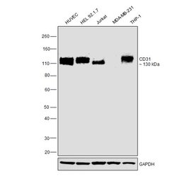 Invitrogen CD31 Monoclonal Antibody (TLD-3A12) 100 &mu;g; Unconjugated:Antibodies,