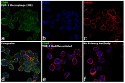Invitrogen&trade;&nbsp;CD68 Monoclonal Antibody (514H12)