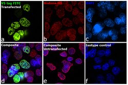 Invitrogen V5 Tag Monoclonal Antibody (SV5-Pk1), FITC 100 &mu;g | Buy Online | Invitrogen&trade; | Fisher Scientific