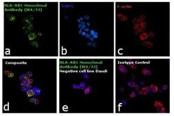 Invitrogen™ HLA-ABC Monoclonal Antibody (W6/32), FITC