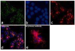 Invitrogen ITGA4 Monoclonal Antibody (HP2/1) 200 &mu;g; Unconjugated:Antibodies,