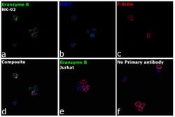 Invitrogen Granzyme B Monoclonal Antibody (GB11) 100 &mu;g; Unconjugated:Antibodies,