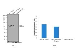Invitrogen ITGB1 Monoclonal Antibody (12G10) 200 &mu;g; Unconjugated:Antibodies,