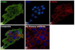 Invitrogen ITGB1 Monoclonal Antibody (12G10) 200 &mu;g; Unconjugated:Antibodies,