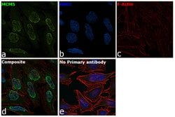 Invitrogen MCM5 Monoclonal Antibody (CRCT5.1) 100 &mu;g; Unconjugated:Antibodies,