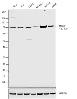 Invitrogen MCM5 Monoclonal Antibody (CRCT5.1) 100 &mu;g; Unconjugated:Antibodies,