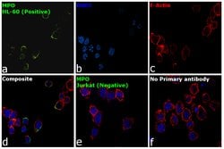 Invitrogen Myeloperoxidase Monoclonal Antibody (2C7) 200 &mu;g; Unconjugated:Antibodies,